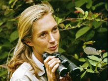 Jane Goodall