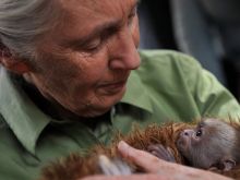 Jane Goodall