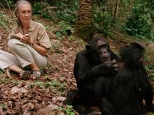 Jane Goodall