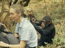 Jane Goodall