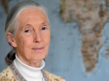 Jane Goodall