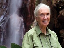 Jane Goodall