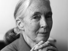 Jane Goodall