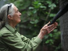 Jane Goodall