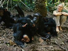 Jane Goodall