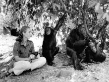 Jane Goodall