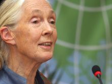 Jane Goodall