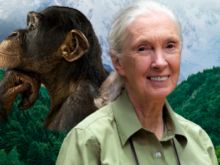 Jane Goodall