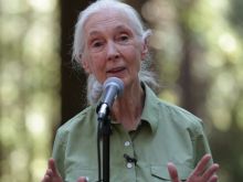 Jane Goodall