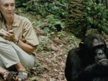 Jane Goodall