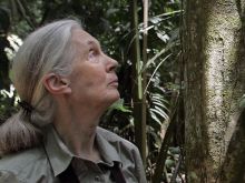 Jane Goodall