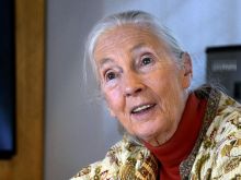 Jane Goodall