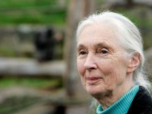 Jane Goodall