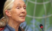 Jane Goodall