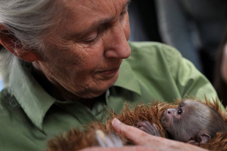 Jane Goodall