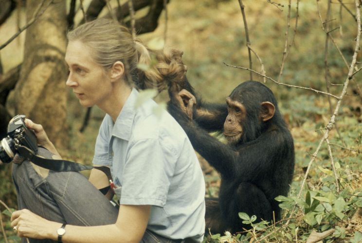 Jane Goodall