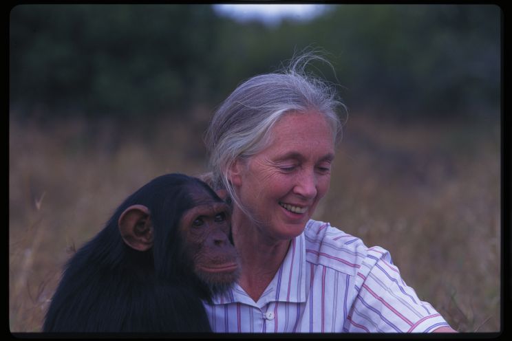 Jane Goodall