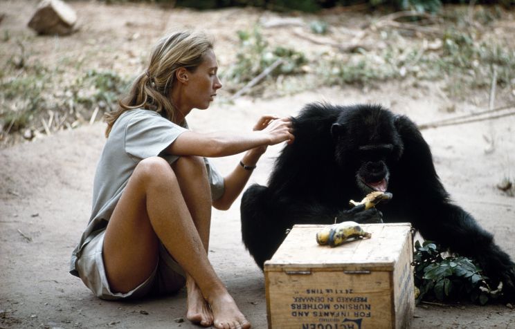 Jane Goodall