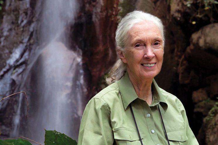 Jane Goodall