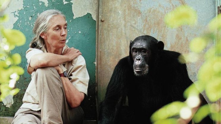 Jane Goodall