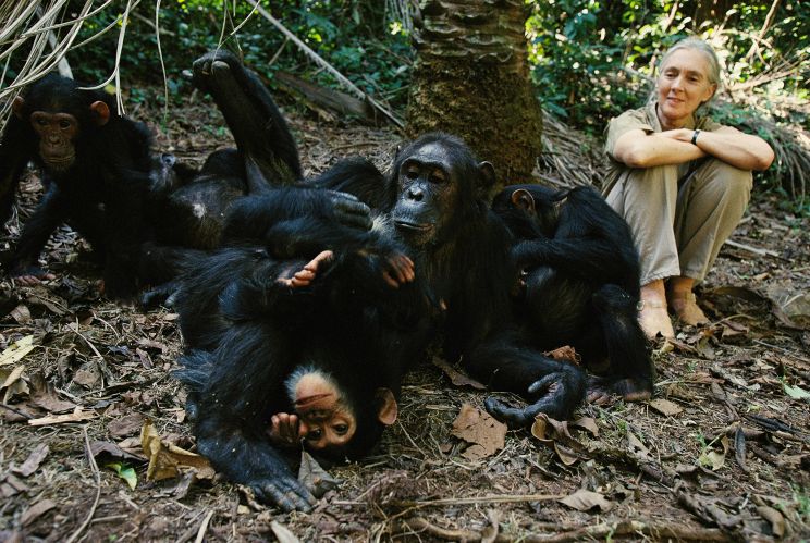 Jane Goodall