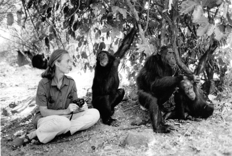 Jane Goodall