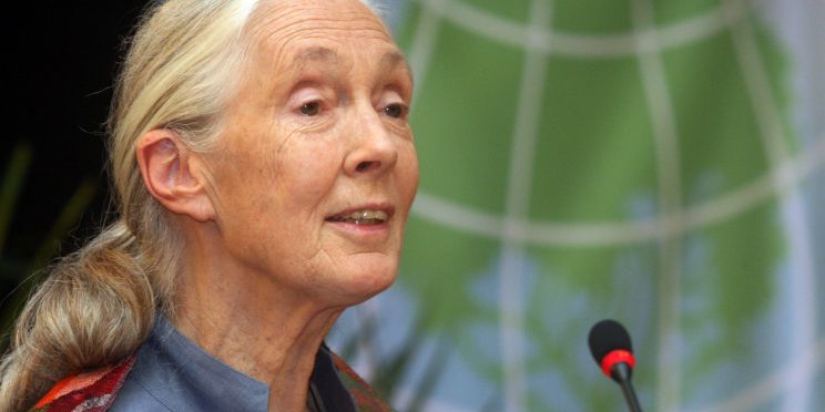 Jane Goodall