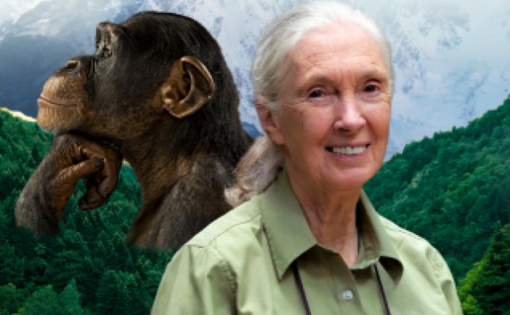 Jane Goodall