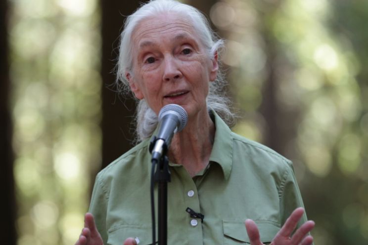 Jane Goodall