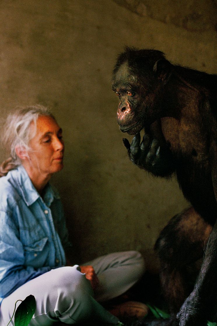 Jane Goodall