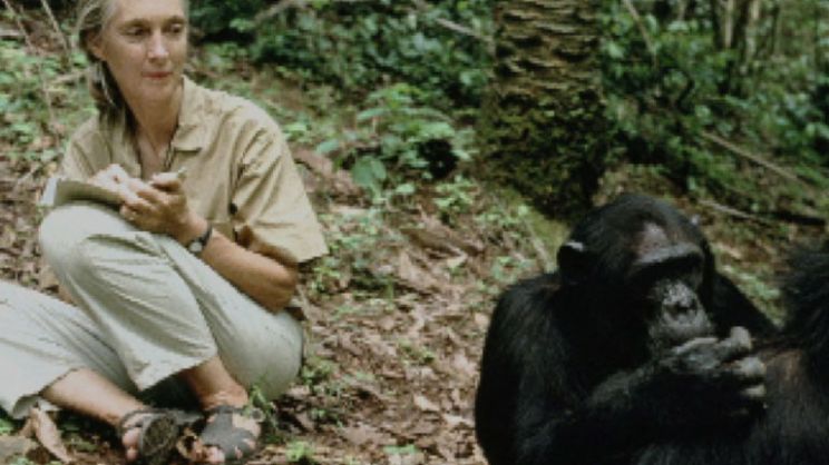 Jane Goodall