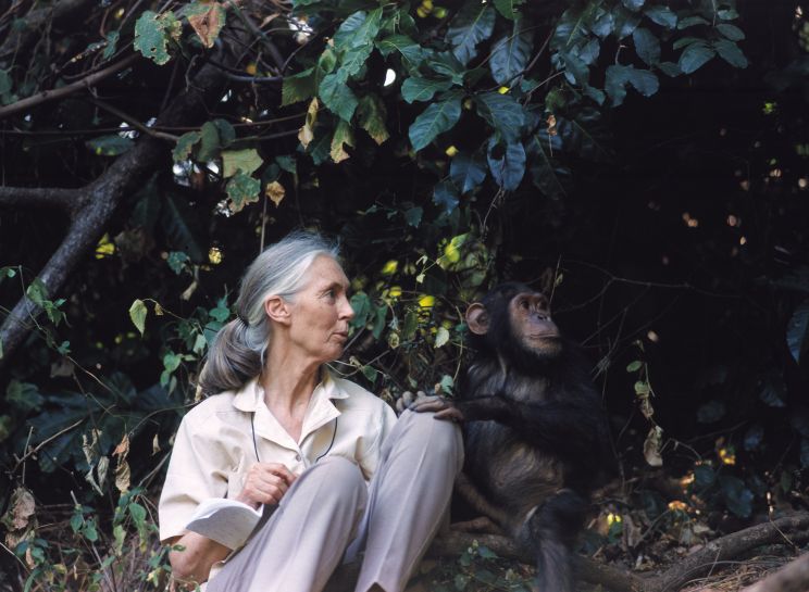 Jane Goodall