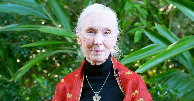 Jane Goodall