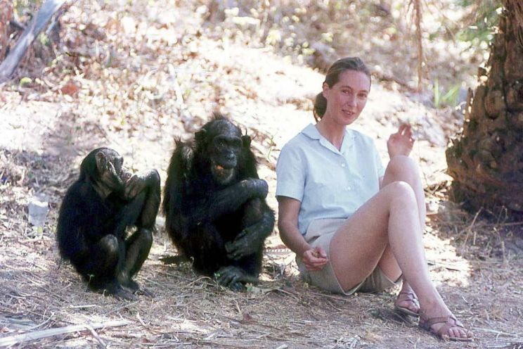 Jane Goodall