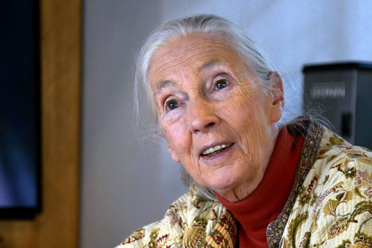 Jane Goodall