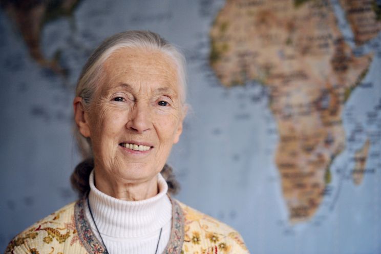 Jane Goodall