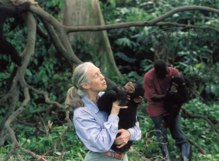 Jane Goodall