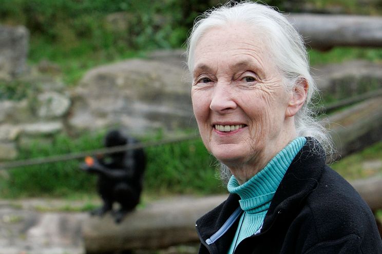 Jane Goodall