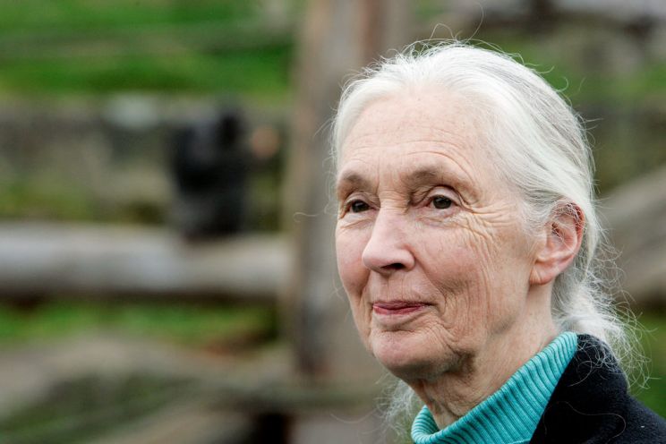 Jane Goodall