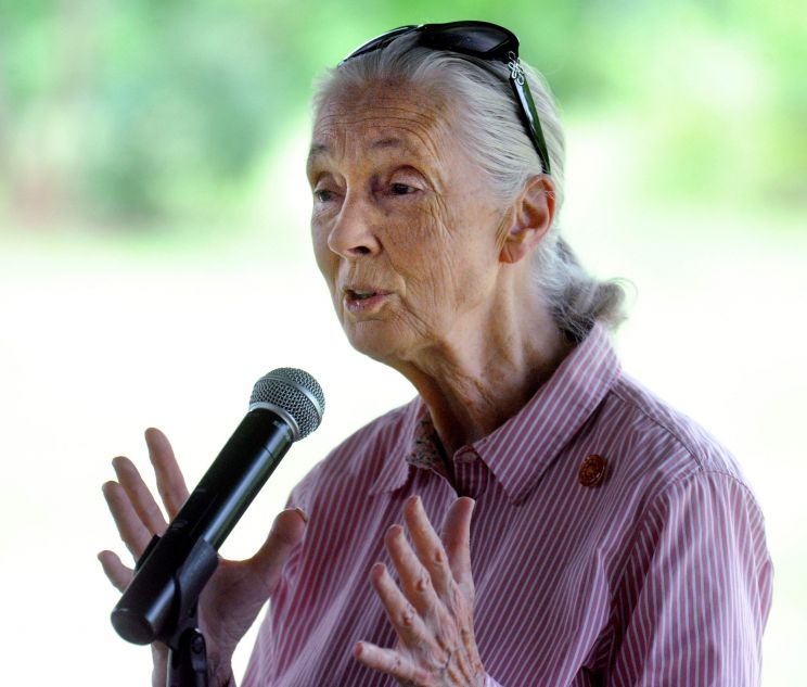 Jane Goodall