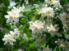 Jasmin