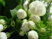 Jasmin