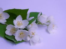 Jasmin