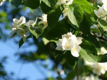 Jasmin