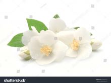 Jasmin