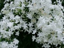 Jasmin