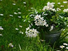 Jasmin