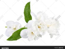 Jasmin