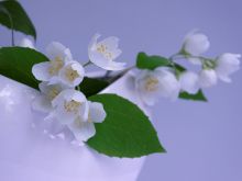 Jasmin