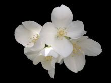 Jasmin